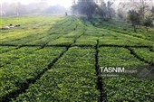 برداشت چای  در رحیم آباد گیلان
