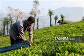 برداشت چای  در رحیم آباد گیلان