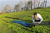 برداشت چای  در رحیم آباد گیلان