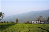 برداشت چای  در رحیم آباد گیلان