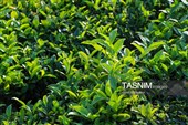 برداشت چای  در رحیم آباد گیلان