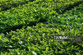 برداشت چای  در رحیم آباد گیلان