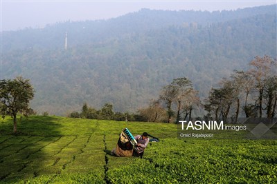 Autumn Tea Harvest Begins in Northern Iran