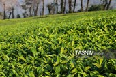 برداشت چای  در رحیم آباد گیلان