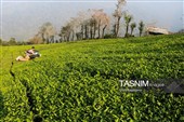 برداشت چای  در رحیم آباد گیلان