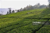 برداشت چای  در رحیم آباد گیلان