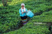 برداشت چای  در رحیم آباد گیلان