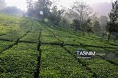 برداشت چای  در رحیم آباد گیلان