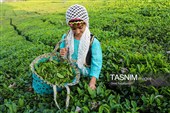 برداشت چای  در رحیم آباد گیلان