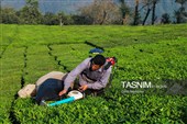 برداشت چای  در رحیم آباد گیلان
