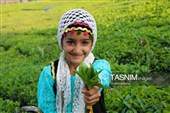 برداشت چای  در رحیم آباد گیلان