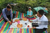 برداشت چای  در رحیم آباد گیلان