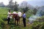 برداشت چای  در رحیم آباد گیلان