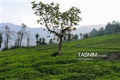 برداشت چای  در رحیم آباد گیلان