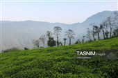 برداشت چای  در رحیم آباد گیلان
