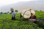برداشت چای  در رحیم آباد گیلان