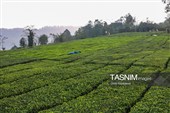 برداشت چای  در رحیم آباد گیلان
