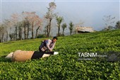 برداشت چای  در رحیم آباد گیلان