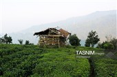 برداشت چای  در رحیم آباد گیلان