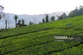 برداشت چای  در رحیم آباد گیلان