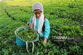 Сбор чая в Гилане