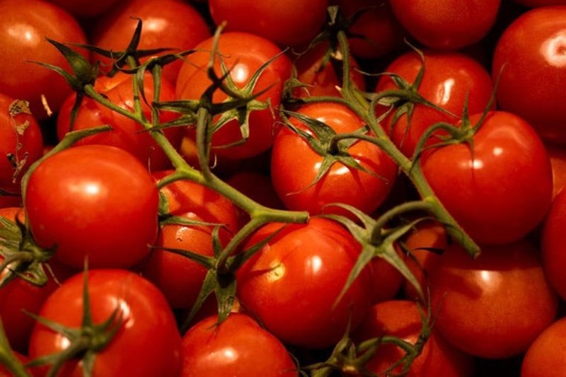 Tomato Consumption Linked to Improved Memory, Changes in Brain ...