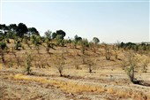 تعلل منابع طبیعی باعث گسترش آلودگی درختان چیتگر شد