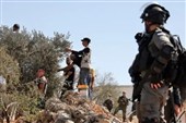 چراغ سبز خاخام صهیونیست برای سرقت زیتون فلسطینیان