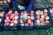 برداشت سیب از باغ های ارومیه