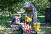 برداشت سیب از باغ های ارومیه