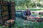 برداشت سیب از باغ های ارومیه
