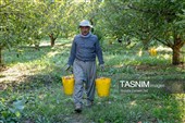 برداشت سیب از باغ های ارومیه
