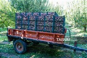 برداشت سیب از باغ های ارومیه
