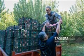 برداشت سیب از باغ های ارومیه