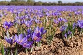 برگزاری سومین دوره جشنواره ملی زعفران علوی در کاشان