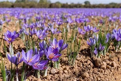 سهم کشاورز ازسود زعفران چقدراست؟/طلای سرخ خراسان جنوبی زیرتیغ واسطه‌ها