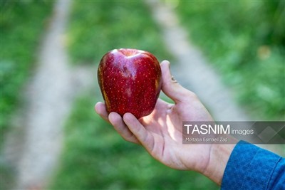 جنی محصول التفاح من بساتین أرومیة