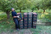 جنی محصول التفاح من بساتین أرومیة