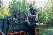 جنی محصول التفاح من بساتین أرومیة
