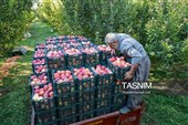 جنی محصول التفاح من بساتین أرومیة