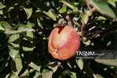 جنی محصول التفاح من بساتین أرومیة