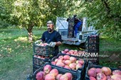 جنی محصول التفاح من بساتین أرومیة