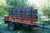 جنی محصول التفاح من بساتین أرومیة