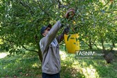 جنی محصول التفاح من بساتین أرومیة
