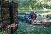 جنی محصول التفاح من بساتین أرومیة