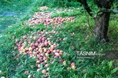 جنی محصول التفاح من بساتین أرومیة