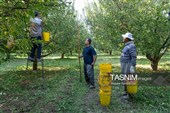 جنی محصول التفاح من بساتین أرومیة