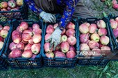 جنی محصول التفاح من بساتین أرومیة