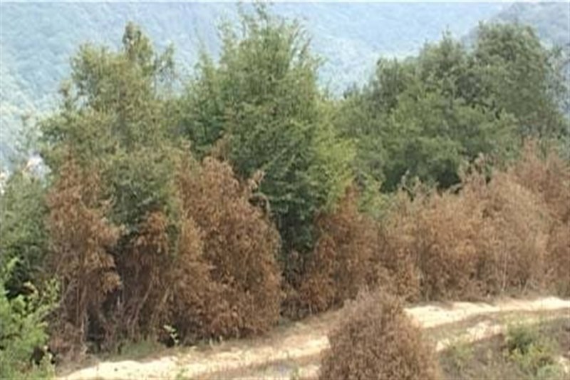 آفت «بلایت» ۳۷ هزار هکتار از شمشادها ایران را خشکاند