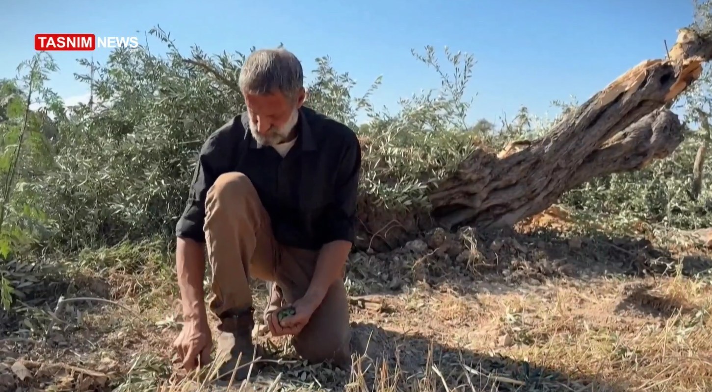 أشجار الزيتون , شجرة الزيتون , فلسطين , الكيان الإسرائيلي , الضفة الغربية , تهجير الفلسطينيين , نزوح الفلسطينيين , 